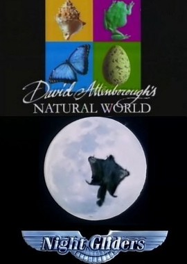 BBC: Наедине с природой: Ночные планеристы