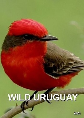 Дикая природа Уругвая
