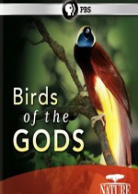 BBC: Живой мир (Мир природы): Райские птицы