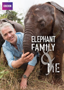 ВВС: Знакомство со слонами