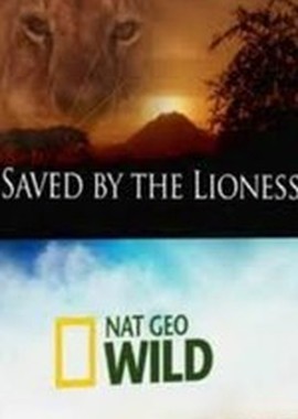 National Geographic: Спасенный львицей