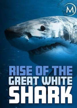 История белой акулы