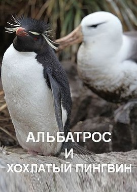 Альбатрос и хохлатый пингвин