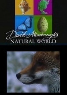 BBC: Наедине с природой: Сказка о большом злом лисе
