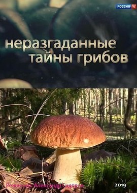 Неразгаданные тайны грибов