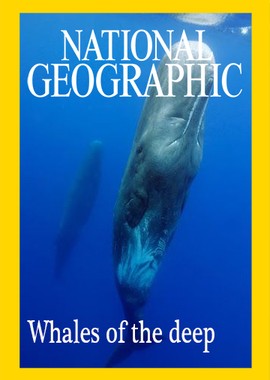 Глубоководные киты
