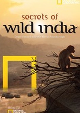 Тайны дикой природы Индии: Львы пустыни