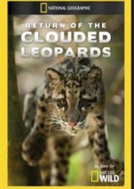 National Geographic: Возвращение дымчатых леопардов
