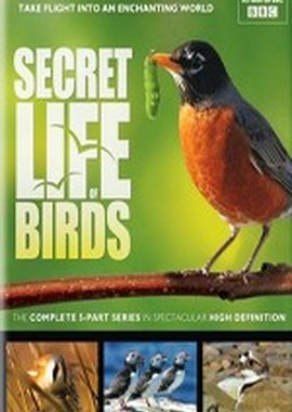 BBC. Тайная жизнь птиц