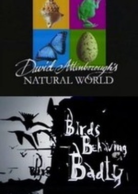 BBC: Наедине с природой: Дурное поведение птиц