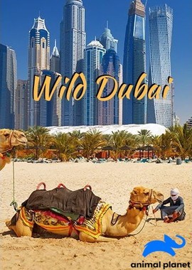 Животный мир Дубая