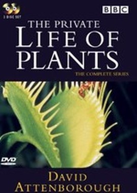 BBC: Невидимая жизнь растений