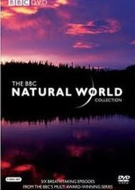 BBC: Мир природы. Последний Гризли Райской Долины