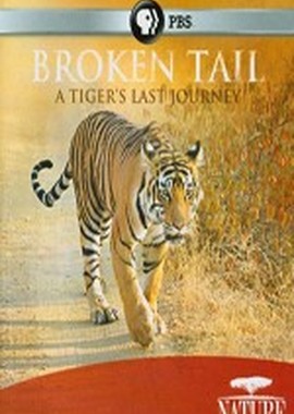 Сломанный хвост: Последнее путешествие тигра