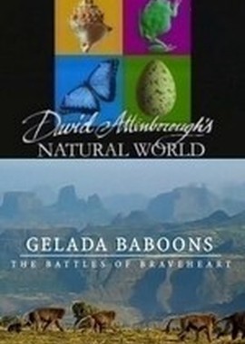 BBC: Наедине с природой: Обезьяна гелада - битва храброго сердца