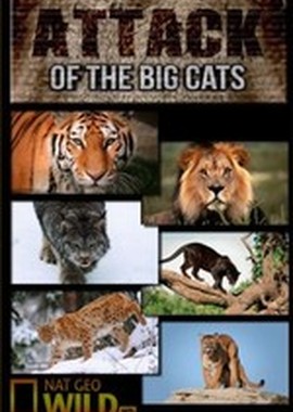 National Geographic: Атака больших кошек