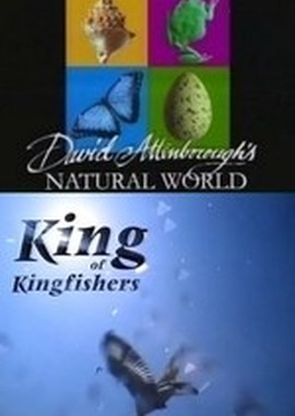 BBC: Наедине с природой: Король зимородков
