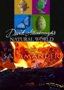 BBC: Наедине с природой: Бессмертная саламандра