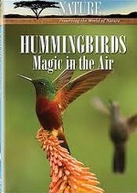 National Geographic: Жизнь колибри. Волшебство в воздухе