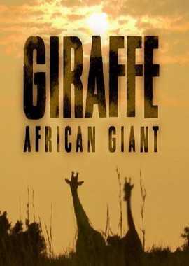 Жираф: Африканские гиганты