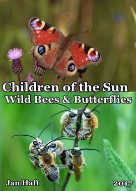 Место под Солнцем - Дикие пчелы и бабочки