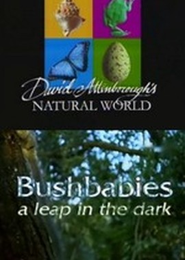 BBC: Наедине с природой: Лесные малютки-ночные прыгуны