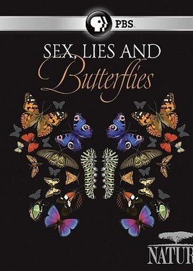 Бабочки: лгуньи и хвастуньи