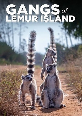 Банды острова лемуров