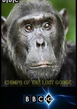 BBC: Шимпанзе - есть ли выход?