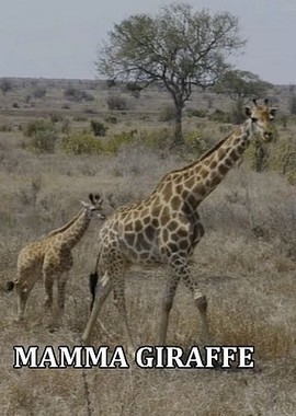 Мама-жираф
