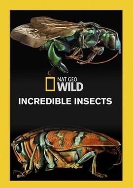 Удивительные насекомые