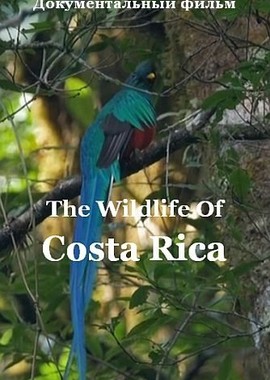 Радужный мир природы Коста-Рики
