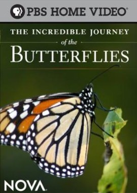 Невероятное путешествие бабочек