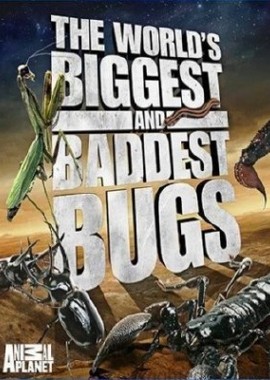 Animal Planet. Самые большие и страшные жуки в мире