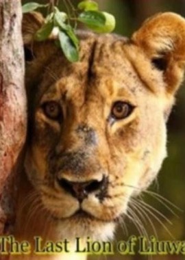 Animal Planet: Последняя львица Лиувы