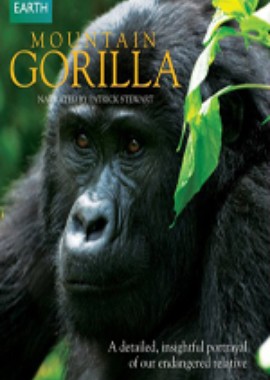 BBC: Горная горилла