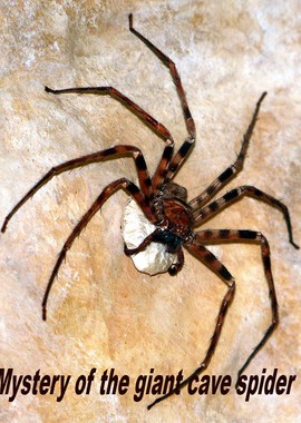 Тайна гигантского пещерного паука