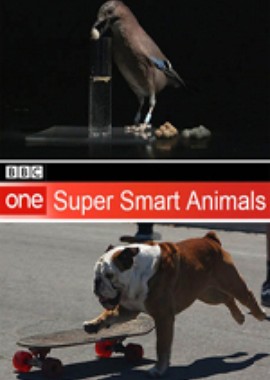BBC: Гении из царства животных