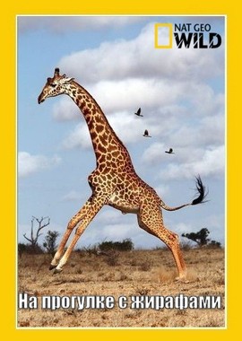 На прогулке с жирафами