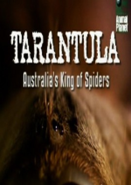 Animal Planet: Тарантул- Австралийский король пауков