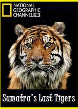 National Geographic: Последний тигр Суматры