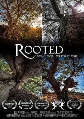 От корня до кроны: тайны деревьев