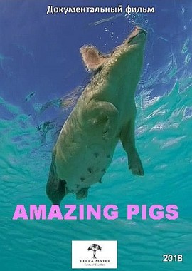 Удивительные свиньи