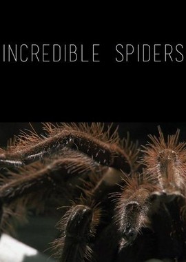 Удивительные пауки