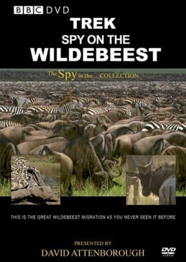 Дикая природа: шпион среди антилоп гну