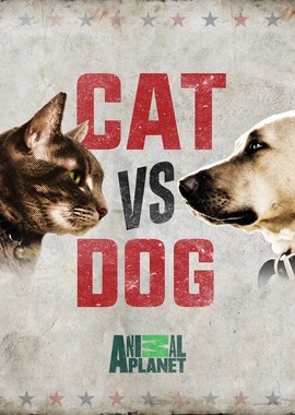 Заклятые враги: кошки против собак