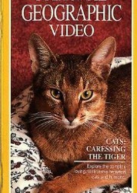 Кошки: Ласковые тигры