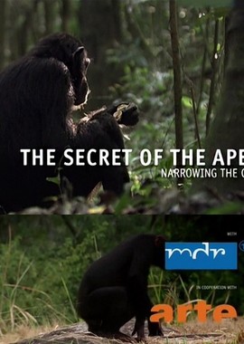 Секреты обезьян. Сокращая разрыв