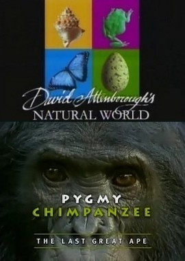 BBC: Наедине с природой: Карликовые Шимпанзе