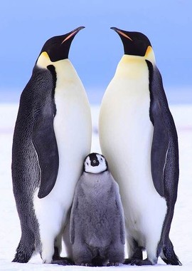 Пингвинопалуза